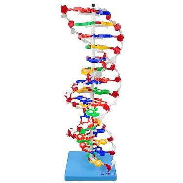 Imagem de Dupla Hélice de D.N.A Modelo Anatomia