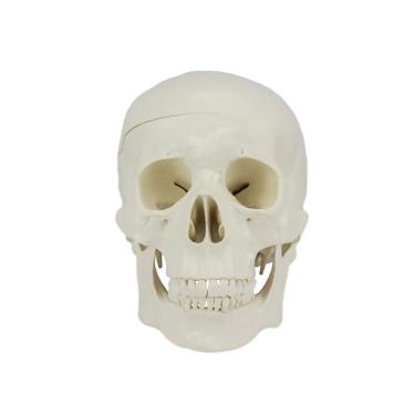 Imagem de Crânio Humano com Mandíbula Móvel e Dentes Extraíveis em 6 Partes