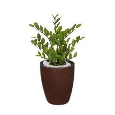 Imagem de Planta Árvore Artificial Zamioculca Real Toque Verde 50cm Kit + Vaso M