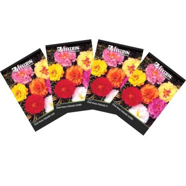 Imagem de FELTRIN, 4X Sementes de Onze Horas Dobrada (Sortida) FELTRIN