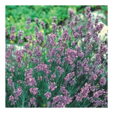 Imagem de Sementes de Lavanda Alfazema Verdadeira 600m - ISLA SEMENTES
