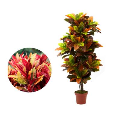 Imagem de AMK Jardinagem e Paisagismo, Muda de Cróton Tropical 20 a 40cm AMK - Plantas Online