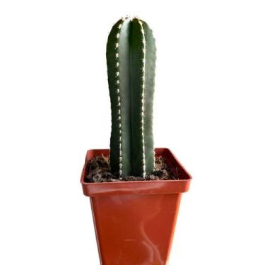 Imagem de Cacto Cereus Marginatus Muda Linda E Saudável Top Coleção - Ta na Mão
