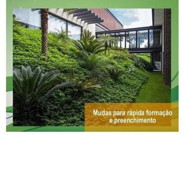 Imagem de 1000 Mudas De Grama Amendoim - PennaAgroEng