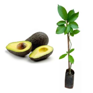 Imagem de Muda de Abacate Avocado 20 a 40 cm AMK - Plantas Online - AMK Jardinag