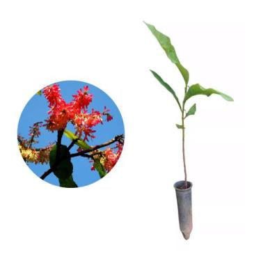 Imagem de Muda de Pau Formiga 20 a 40cm AMK - Plantas Online - AMK Jardinagem e 