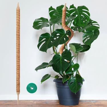 Imagem de Vanut Mastro de musgo Monstera, estacas de plantas dobráveis e resistentes de 89 cm para Monstera, ferramentas de plantas de interior, videiras Pothos, filodendro, cacto espinha de peixe e plantas de