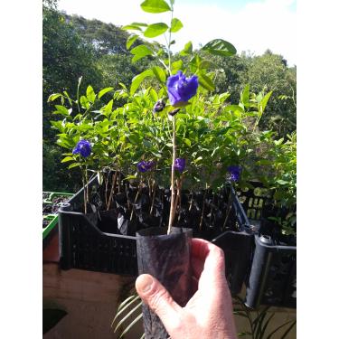 Imagem de Clitoria Ternatea Dobrada, Ervilha Borboleta Azul, Muda de Planta Trepadeira com Flores Azuis para Jardim, Vaso de Cultivo
