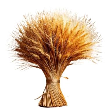 Imagem de Flores Secas de Trigo Hastes Decoração Sala Casamento Festa Buquê Convite Arranjo Mesa Para Amantes de Decoração e Organizadores(100)