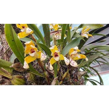 Imagem de Orquídea Maxillaria Rufescens - Planta Adultas com Mínimo 3 Bulbos - O