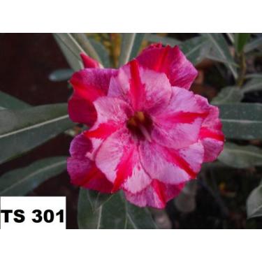 Imagem de Rosa do deserto enxertada TS301 - Dm Rosa do deserto