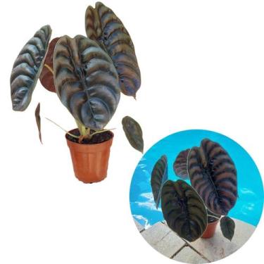 Imagem de Alocasia Cuprea Pulmão de Aço Planta Adulta Folhagem Vaso 15 - Orquifl