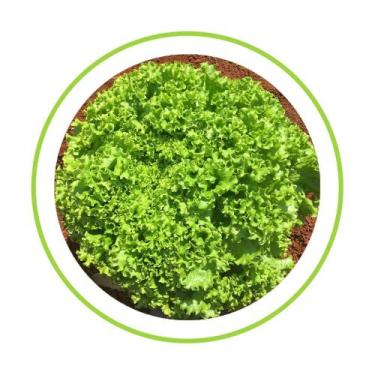 Imagem de Alface crespa leticia fracionada 250 sementes - Seminis