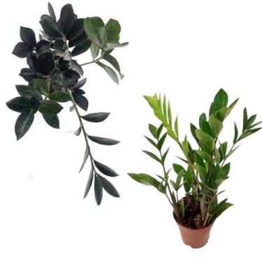Imagem de KIT Mini Zamioculca Black Dowon+Mini Zamioculca Verde Rara - Orquiflor