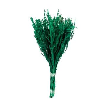 Imagem de Pé de Sapo Verde Desidratado p/ Decoração - Pense Flores