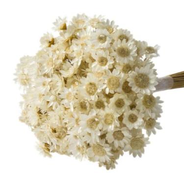 Imagem de 2 Sempre Vivas Florzinha Branca I Flores Desidratadas - Pense Flores