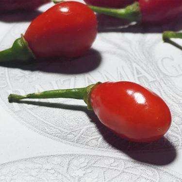 Imagem de Pimenta Fidalga - Vermelha - Capsicum chinense - Sementes - Genrico