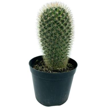 Imagem de 1 Mammillaria Spinosissim Pote 8 P Varanda Casa Decor - FLORA FULL