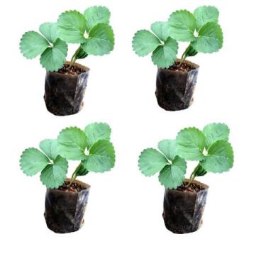 Imagem de Kit 4 Mudas De Morango Planta Frutífera Para Horta E Jardim - LELO