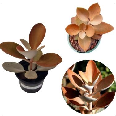 Imagem de Colher De Cobre Kalanchoe Orgyalis Planta Muda Suculenta