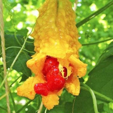 Imagem de Momordica charantia (Melão de São caetano) - Sementes - Genérico