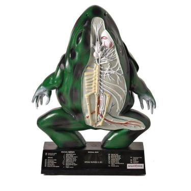 Imagem de Anatomia do Sapo em Resina Anatomic
