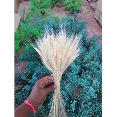 Imagem de Flor Sempre-Viva Natural Desidratada Kit 300 600 1200 Flores – Decoração Festa Casamento e Arranjos Artesanais (Trigo alvejado 50 hastes,150 flores (1 buquê))