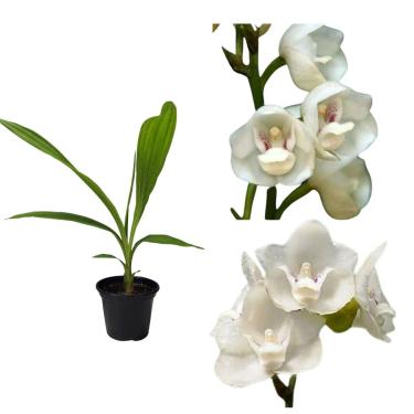 Imagem de Orquidea Peristeria Elata Pomba Da Paz Planta Adulta Rara Flor Branca Pombinha Planta Natural Vaso Pote 15 Flores Linda