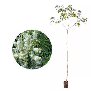 Imagem de Muda de Angico Branco 20 a 40cm AMK - Plantas Online - Genérico