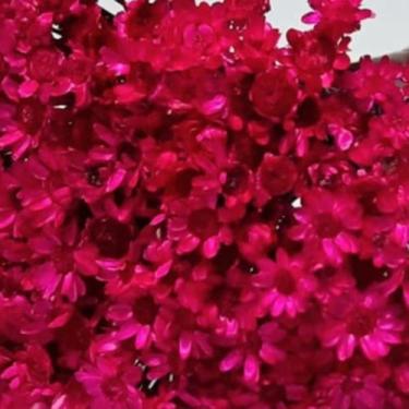Imagem de 1000 Flores Sempre Vivas  COLORIDAS para casamentos e decoração - Viva