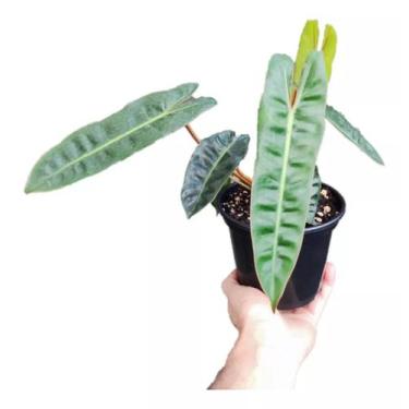 Imagem de Philodendron Billietiae - Pecíolo Laranja - ORQUIVITRO