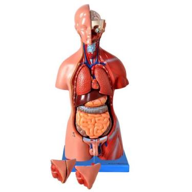 Imagem de Modelo Anatômico de Torso Humano de 45cm em 25 Partes Desmontáveis - A