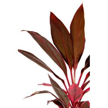 Imagem de Muda de Dracena Baby Altura 0,40 cm a 0,80 cm - Plantas