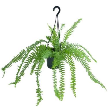 Imagem de Planta Paulistinha De Metro Samambaia Natural Holambra Decoração - INS