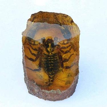 Imagem de Coleção De Amostras De Resina De Inseto Real Natural Âmbar, Taxidermia De Peso De Papel De Inseto Real Para Crianças, Brinquedo Educacional, Brinquedos Cognitivos, Educação Biológica,Escorpião,8 * 1