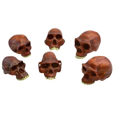 Imagem de Eisco Labs Réplicas de crânio pré-histórico de 25,4 cm – Conjunto de 6, crânio neandertal etc.
