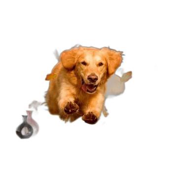 Imagem de Papel De Parede 3D Animais Cachoro Golden Pet 3,5M Anm364 - Você Decor