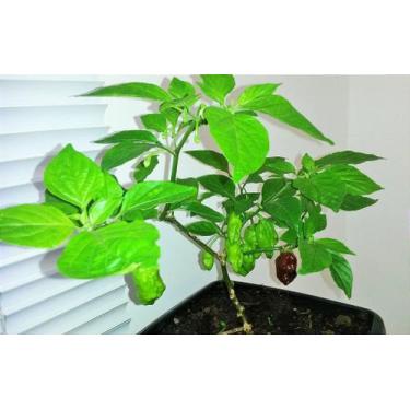Imagem de Muda de Pimenta Bhutlah Chocolate 2.4 Milhões (SHU) - Severino's