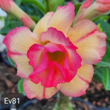 Imagem de Enxerto Rosa do Deserto EV 81 - EV81