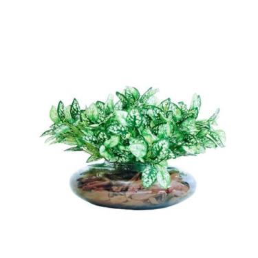 Imagem de Arranjo De Flores Artificiais Folhagem Real Terrário Vidro - La Caza S