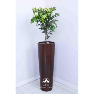 Imagem de Kit Jardinagem - Jabuticaba Branca - AMK - Jardinagem e Paisagismo