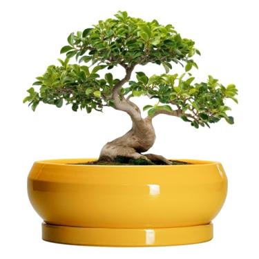Imagem de EPFamily Vasos de bonsai - vasos de suculentas de cerâmica de 33 cm com orifício de drenagem e pires, vasos de bonsai para ambientes internos e externos, vaso grande e raso, vaso redondo, decoração de