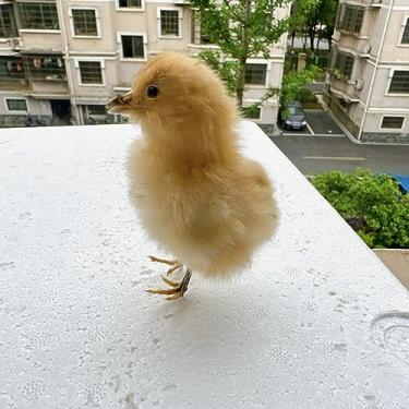 Imagem de Espécimes de animais preenchidos com espécimes reais de galinha/pato da Eurásia, ensino/decoração/adereços de decoração (pintinho)