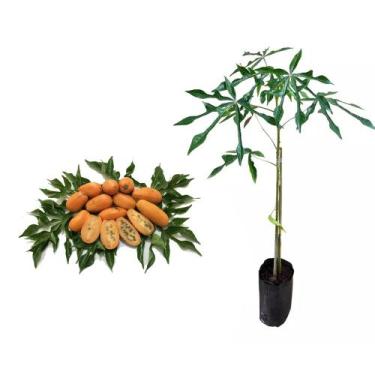 Imagem de Muda de Jaracatia 20 a 40cm AMK - Plantas Online - AMK Jardinagem e Pa