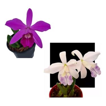 Imagem de Kit Orquidea Cattleya Sincorana Tipo E Sincorana Coerulea