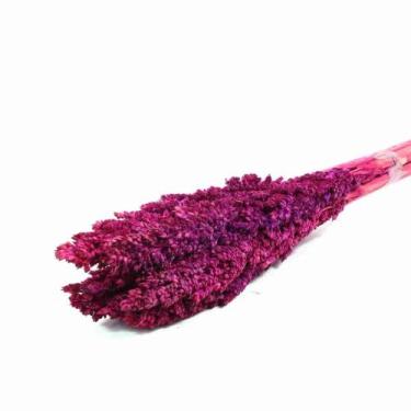 Imagem de Planta Seca Sorgo Pink 60cm - Pense Flores