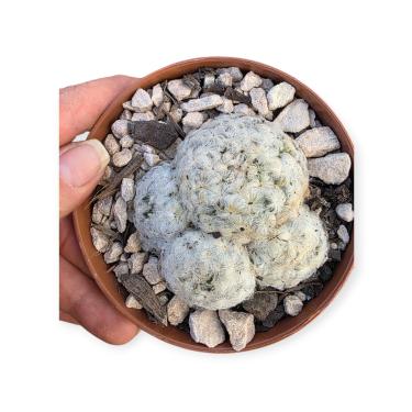 Imagem de Cacto Mammillaria Plumosa, Planta Suculenta em Vaso 11cm