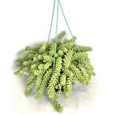 Imagem de Suculenta Dedo De Moça Sedum Burrito - Inspira Flora