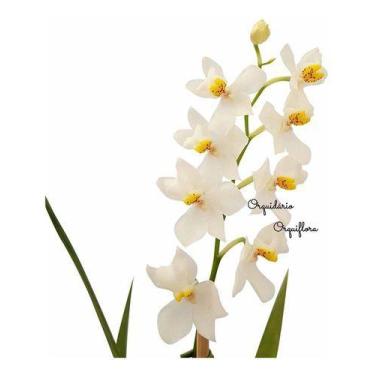 Imagem de Orquídea Odontoglossum Pulchellum Planta Adulta Com Vaso - no brand