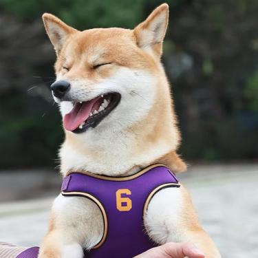 Imagem de Peitoral para cães em forma de X, alça peitoral acolchoada refletiva com coleira combinando para cães pequenos e médios, design de nylon e poliéster